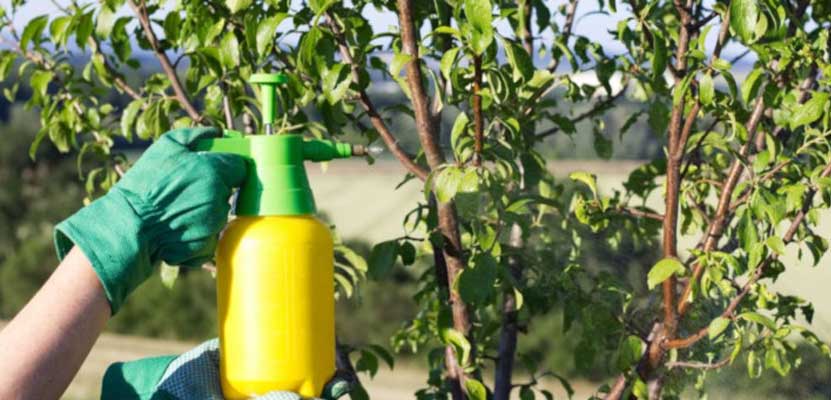 نگهداری فضای سبز