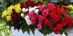 طراحی فضای سبز