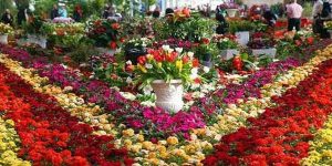 شرکت فضای سبز
